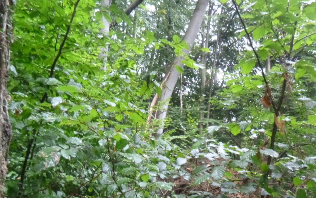 Baum droht umzustürzen