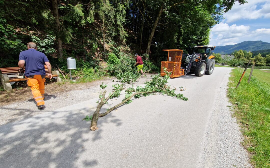 Baum droht auf Straße zu stürzen