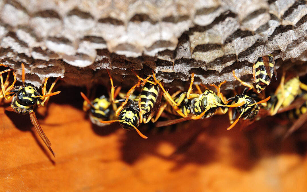 Insektenentfernung ist keine Aufgabe der Feuerwehr!